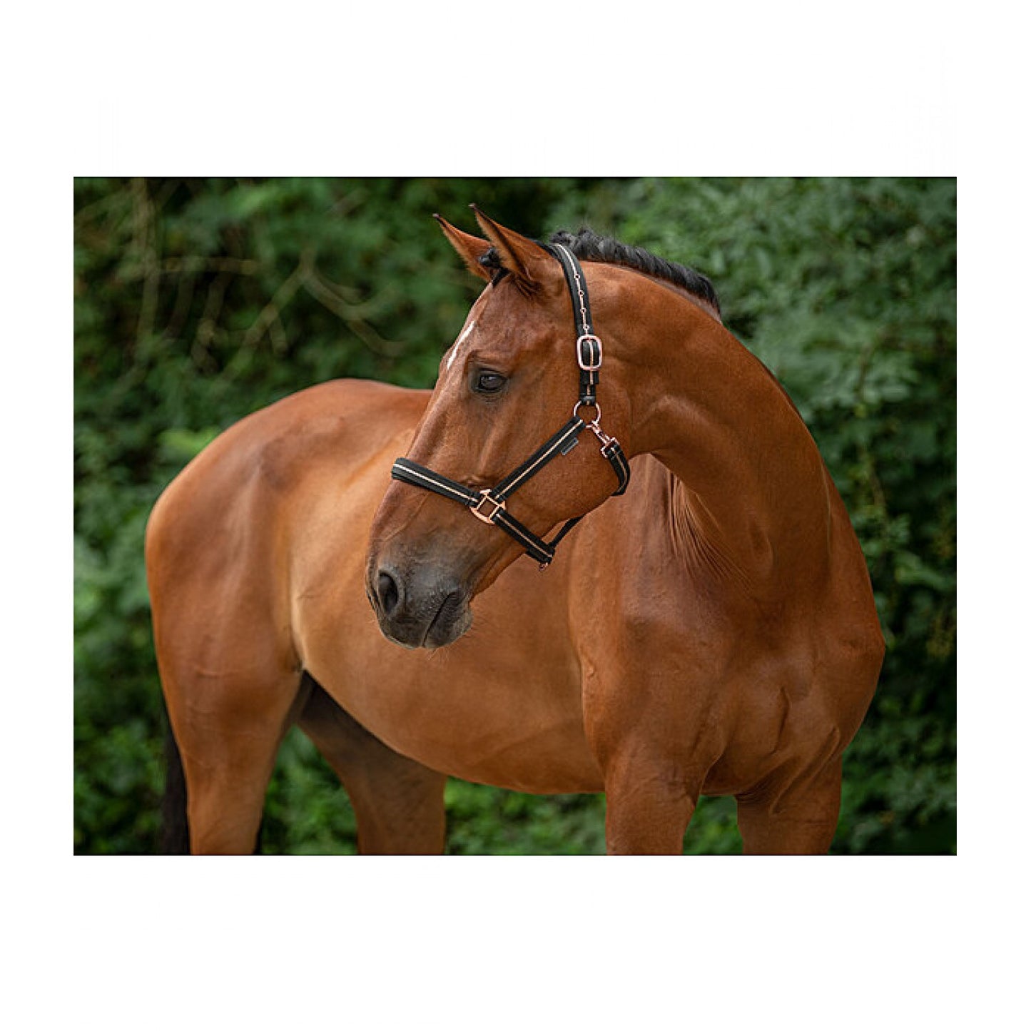 Недоуздок Shimmering Showmaster